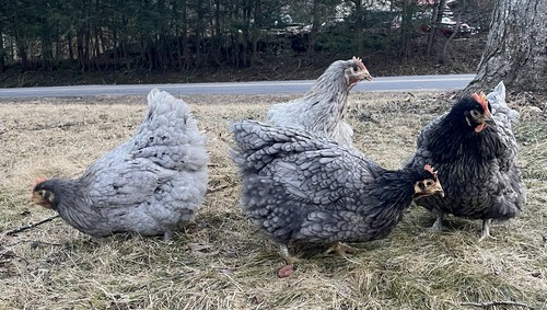 NEW JERSEY GIANT ONLY BLUE OR SPLASH  100%PURE TYPE ( 12 ) HATCHING EGGS FROM NJ - Picture 6 of 6