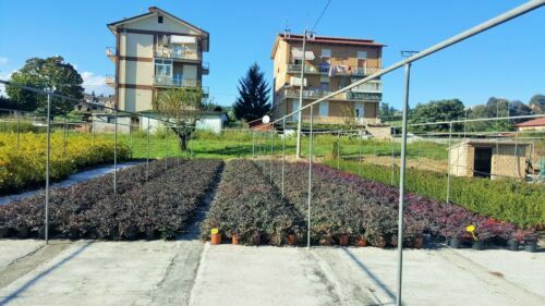 Sementi biologiche e biodinamiche
