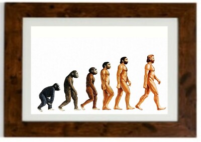 Die Evolution des Menschen gerahmter Druck