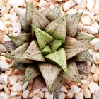 Haworthia wimii hybrid x 'Lombard Star', large grower