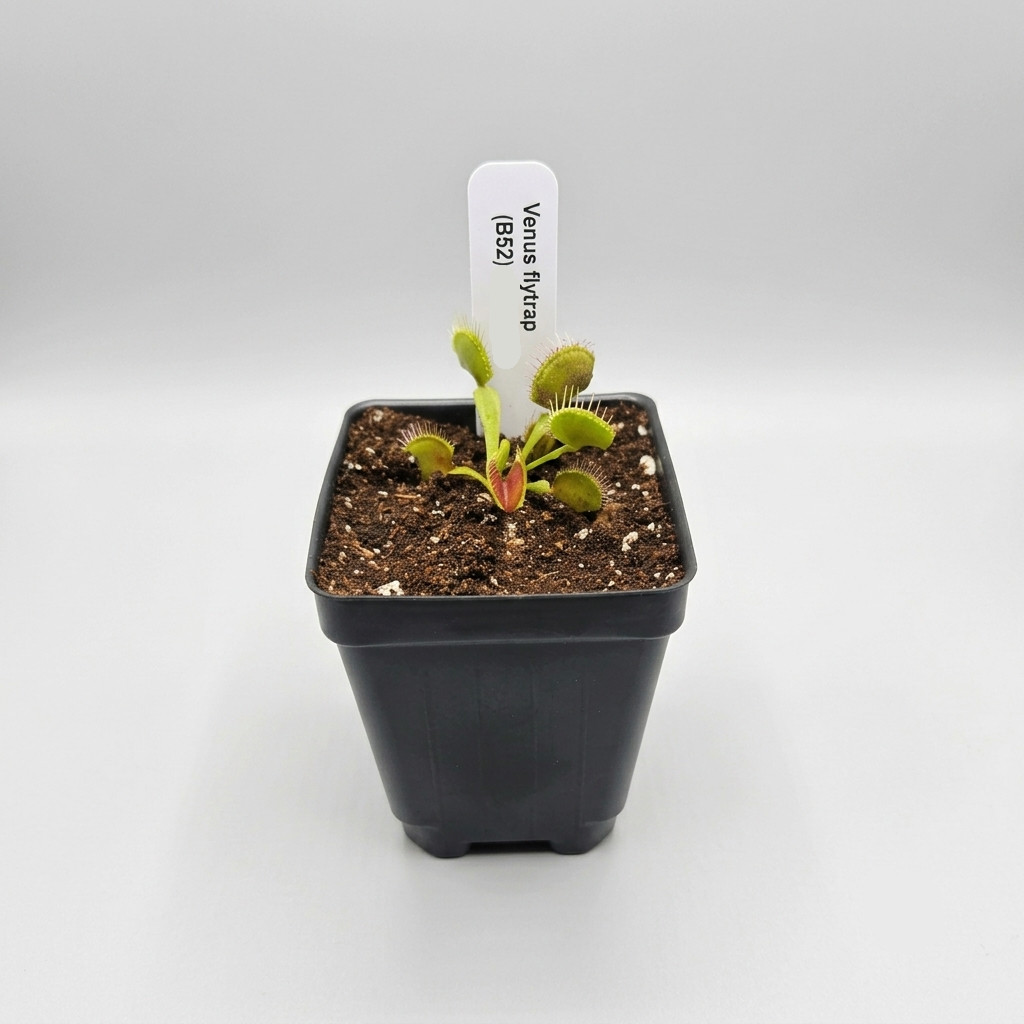 B52 Venus Flytrap – Giant Traps – Premium Carnivorous Plant – Live