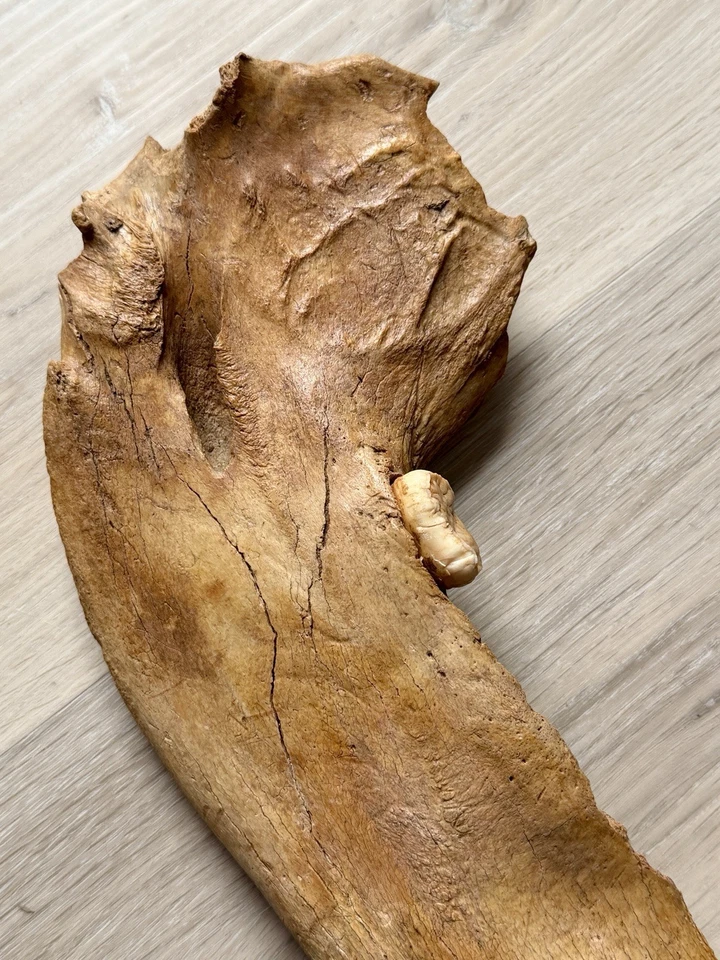 Cave bear Jaw fossil, Ursus Spelaeus, 1 Lg Canine 1 Molar Rooted In Jaw - Image 3 of 4