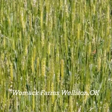 Einkorn Wheat Seeds  200+ seeds - Heirloom - Organic - Non Gmo~ Free Shipping.