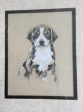 Framed, Matted Picture of Adorable Puppy, Small Dog Bernese Mountain Dog 