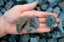 1 Pound Rough Apatite Gemstone Material From Madagascar - Natural Cabbing, Tumbling, Healing Crystals