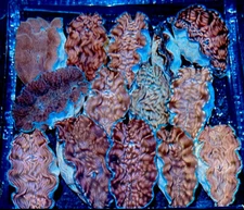 Blue Lip derasa clam 2.5-3”  aqua-culture Tridacna Clams