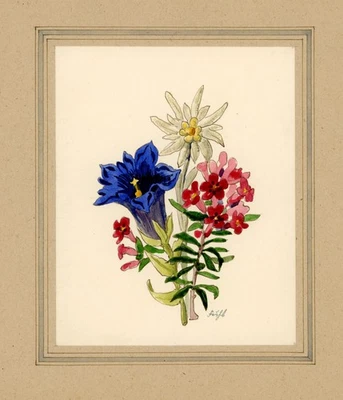 Edelweiss Blauer Enzian Blume Pflanzestudie Fuchs signiert Aquarell Anfang 20 Jh - Bild 1 von 2