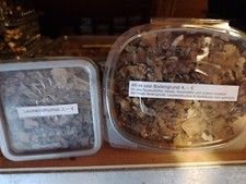 Bioaktives Terrarium, Bodenpolizei, Cubaris sp. WHITE SIDE / PINGUIN