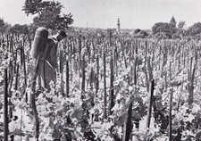 Grünberg/ Zielona Góra- In den Weinbergen (Schlesien) 1929