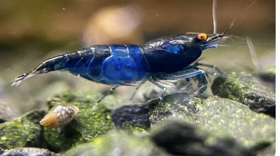 #ad 101 Orange Eye Blue Demon Neocaridina Shrimp *READ DISCRIPTION* $135.00