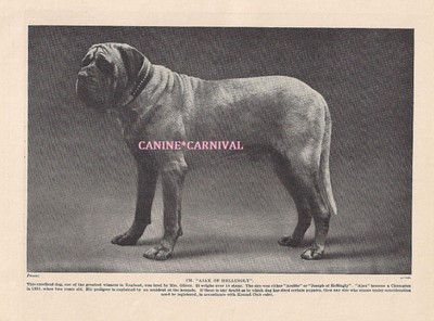 PUG SIX NAMED CHAMPION DOGS OLD ORIGINAL DOG PRINT FROM 1934