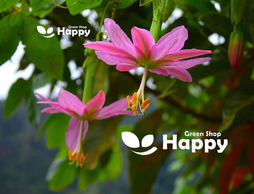 CLIMBING FLOWERS - Vines - Thunbergia Morning Glory Sweet Pea - Flower seeds - Picture 53 of 121