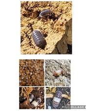 Red Panda King  Panda King  Black Panda King Isopods  Bioactive crew qty 30