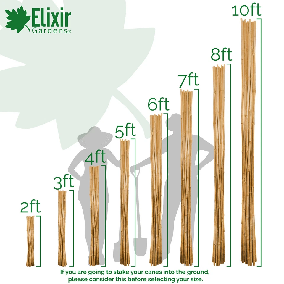Strong Heavy Duty Professional Bamboo Plant Support Garden Canes | 2ft - 10ft - Image 3 of 3