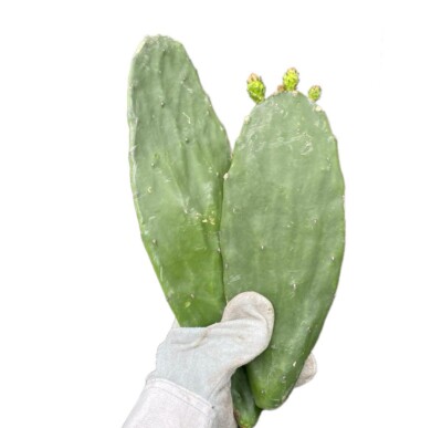 Spineless Prickly Pear Cactus Plant Hardy Nopales Many Pads Organic 10Lbs