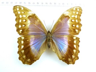 ENTOMOLOGY BUTTERFLY: MORPHO GODARTI SSP? FEMALE CUSCO PERU