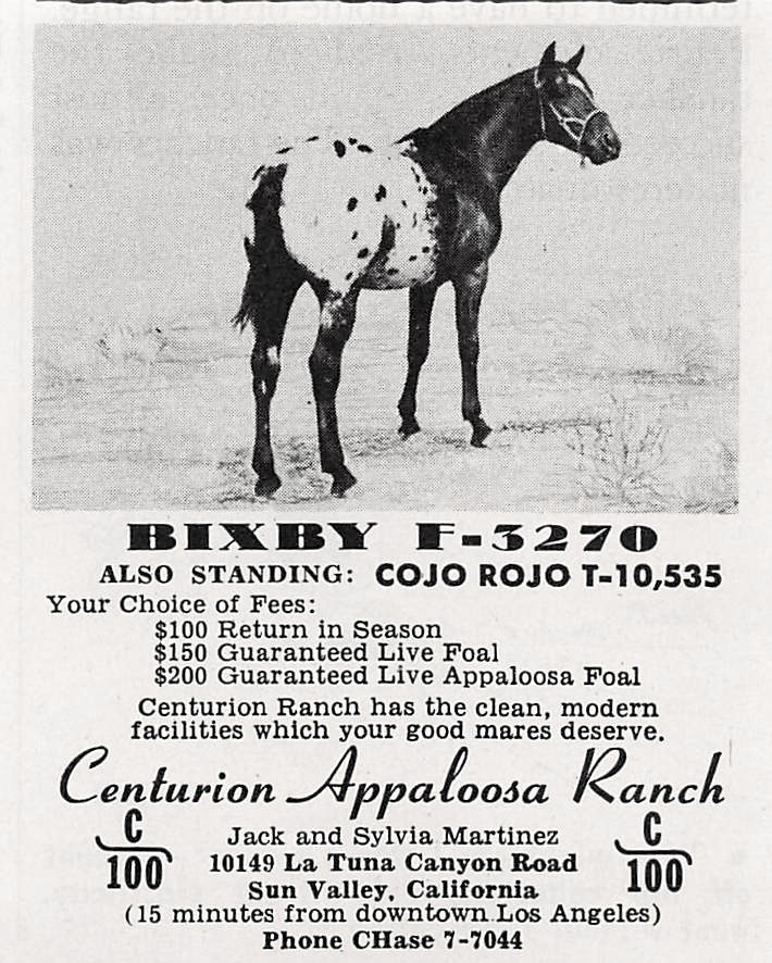Jack Sylvia Martinez Centurion Appaloosa Ranch Bixby Stud 2.5