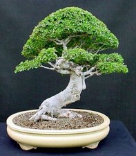  Japanese Elm Zelkova Serrata, Japanese Elm  tree seeds