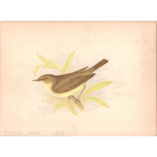 WILLOW WREN ~ Original Antique 1853 Chromolithograph Bird Print ~ London - 第 1/1 張圖片