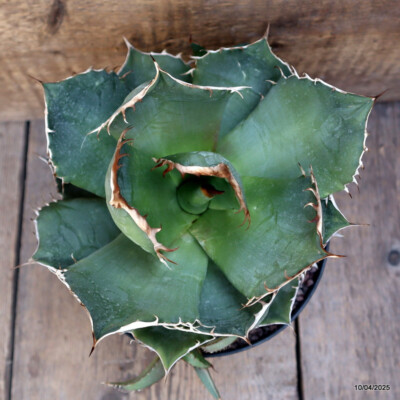 D3115 AGAVE TITANOTA COMPACT FORM pot18-H21-W24 cm MaMa Cactus | eBay