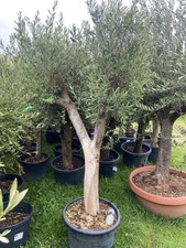Mature Olive Tree (Not Standard)