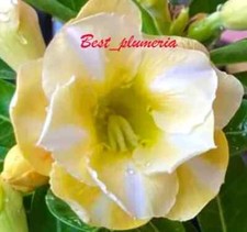 New Adenium Obesum - Desert Rose - "Vanila" - 5 Fresh Seeds    6 