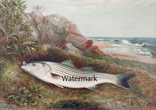 Samuel Kilbourne Striped Bass 17x22 Sporting Fish Fishing Print Chromolithograph