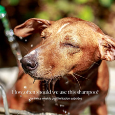 Clinical Care Antiseptic and Antifungal Medicated Shampoo for Dogs  Cats, 16...