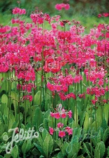 Primula  beesiana      250 seeds