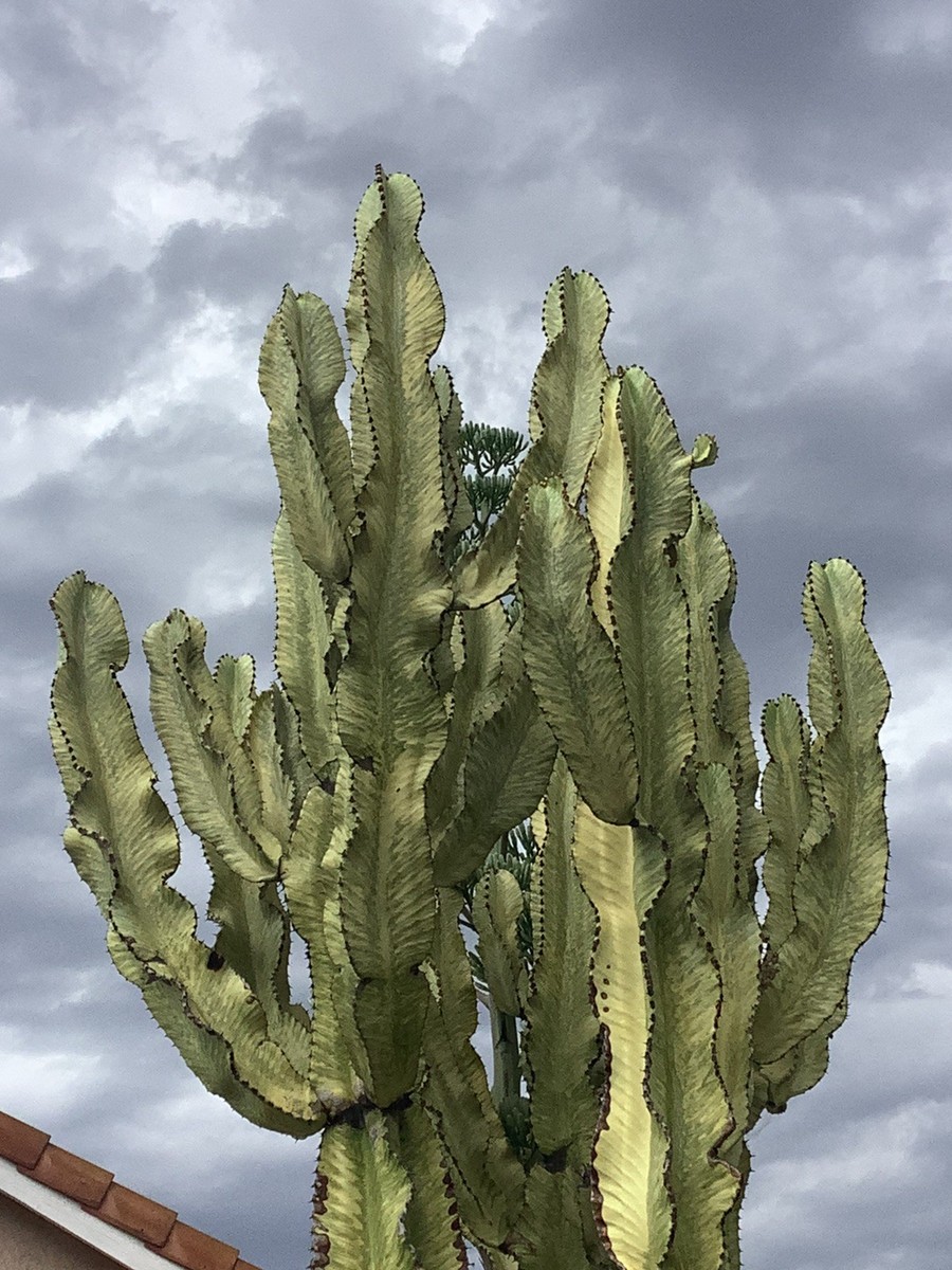 Euphorbia ammak variegated African Candelabra | eBay