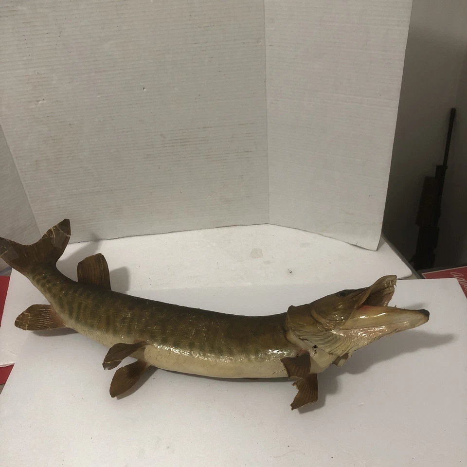 VTG REAL FISH TAXIDERMY 31” TIGER MUSKY WALL MOUNT  Thaddeus Lake Ontario - Image 2 of 4