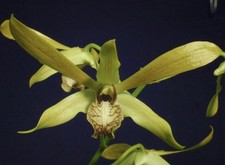 Dendrobium mirbelianum - Large Plant - 5  Hanging Pot