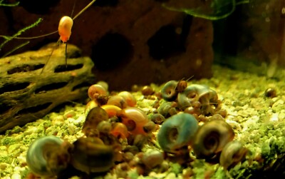 150 Ramshorn Snails - Live Snails For Aquarium Clean-Up Crew Or Puffer Fish Feeders