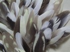 (300)-Cockatiel Parrot Body Feathers 2in. & Under 4023 — photo 4