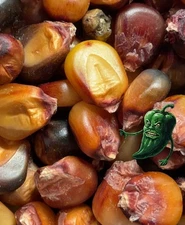 [FLINT CORN] SEEDS 10+ FREE SHIPPING! 