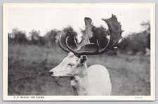 F.P. Ranch Oklahoma White Buck Antler BARTLESVILLE OK Postcard c1920s UNP