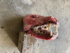 XL Northern Coyote Skull Real Authentic 