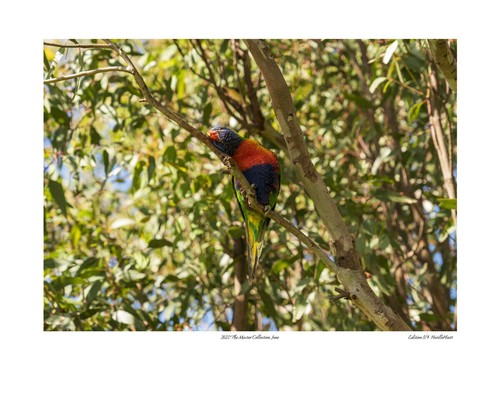 2023 The Master Collection Limited Edition Photo Prints by Aussie Neville Hiatt - Picture 8 of 14