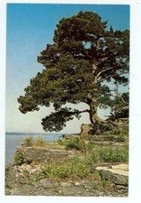 Ozarks, Missouri, Red Cedar Tree OmiscMO36