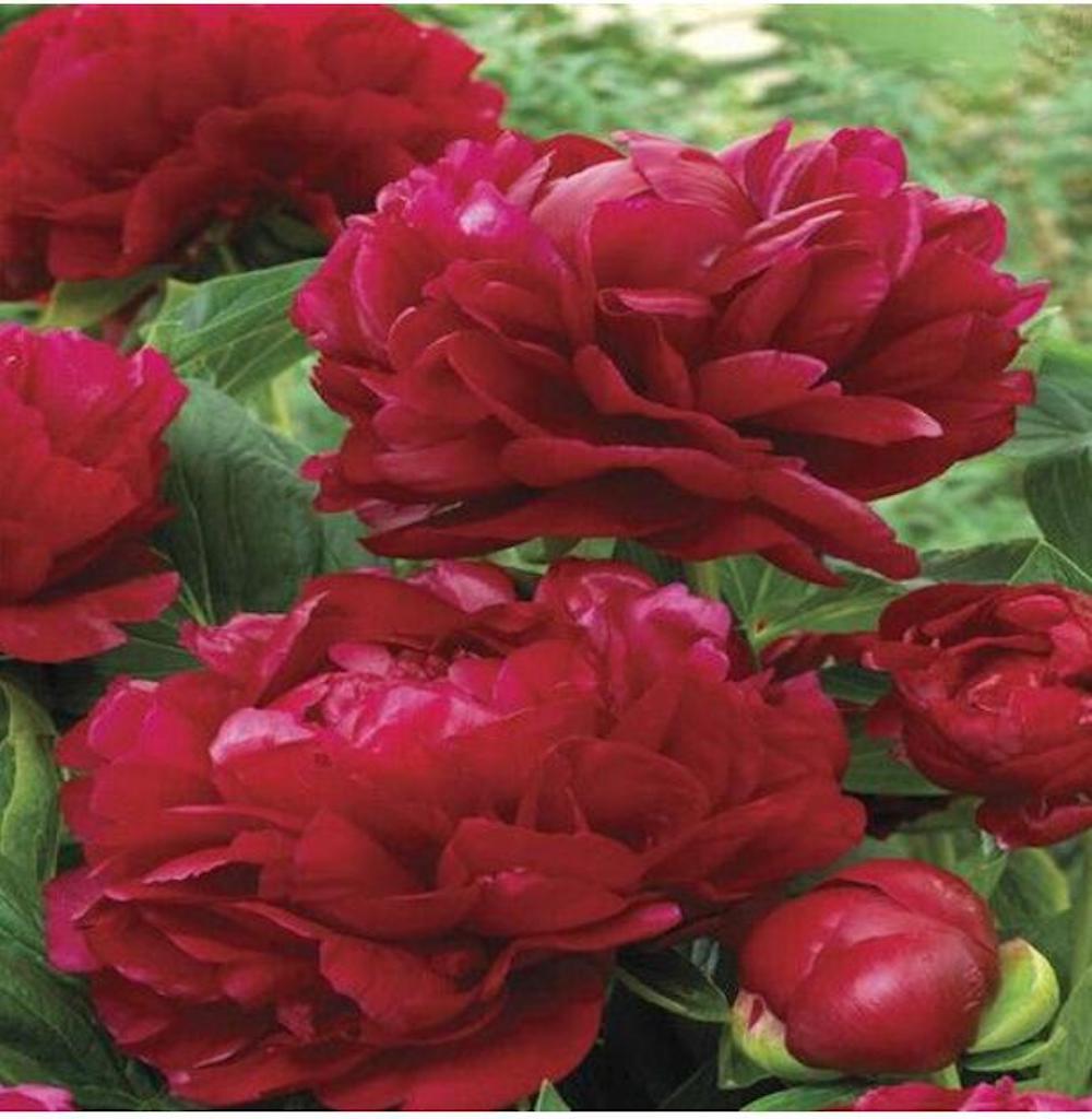 25pc PEONY SEEDS Garden Plant Flower bloom rare exotic USA seller