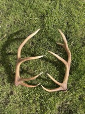Red Deer Antlers