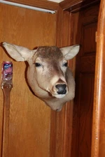 CORNER Whitetail Deer Head Shoulder Mount Taxidermy Mount Antler Hunt Rack Mule