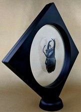 Fighting Beetle Male 70 Floating Frame Curiosities Taxidermy Entomology gift