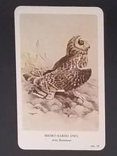 General Cigar Company Trading Card - No. 19 Short-Eared Owl - Card 4
