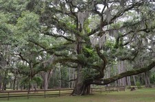 Fresh Live Spanish Moss Grown In Florida Air Plant Many Uses 1 Gallon Size Bag