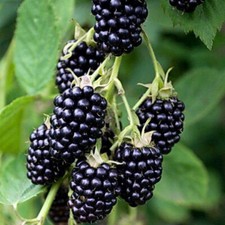5 boutures BIO de Mûrier sans épines à gros fruits Loch Ness Rubus Fruticosus