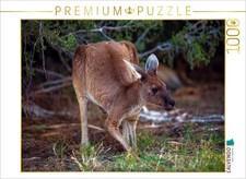 CALVENDO Puzzle Ein Motiv aus dem Kalender Freilebende K ngurus 2019 1000 Teile