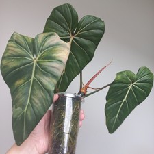 NEW! VERY RARE HYBRID, Philodendron Gloriosum x Maximum Variegated, 3-LEAF Plant