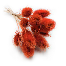 Getrocknete Distel (Karde) - Orange