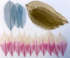 Assorted Colorful Skeleton Leaves